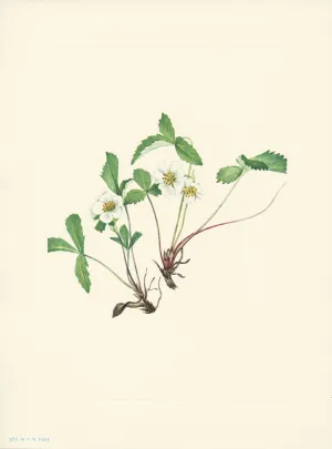 Pale Strawberry