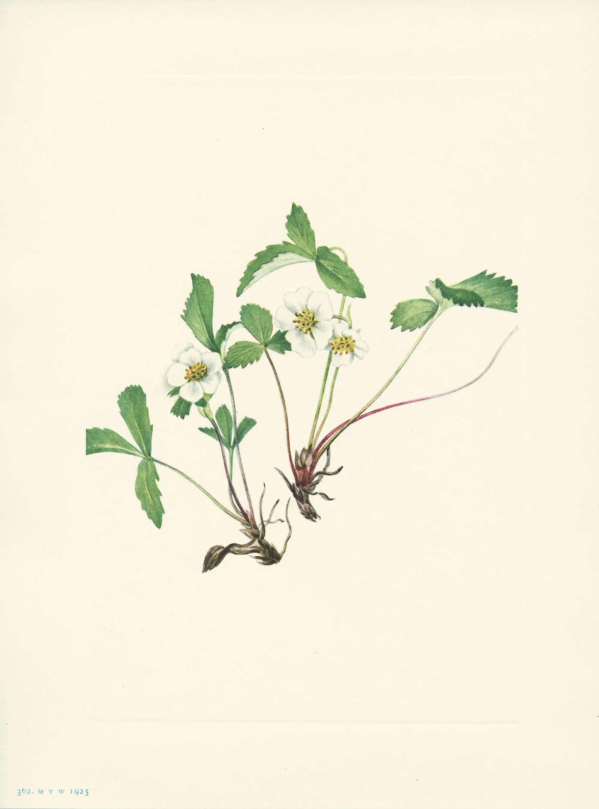 Pale Strawberry