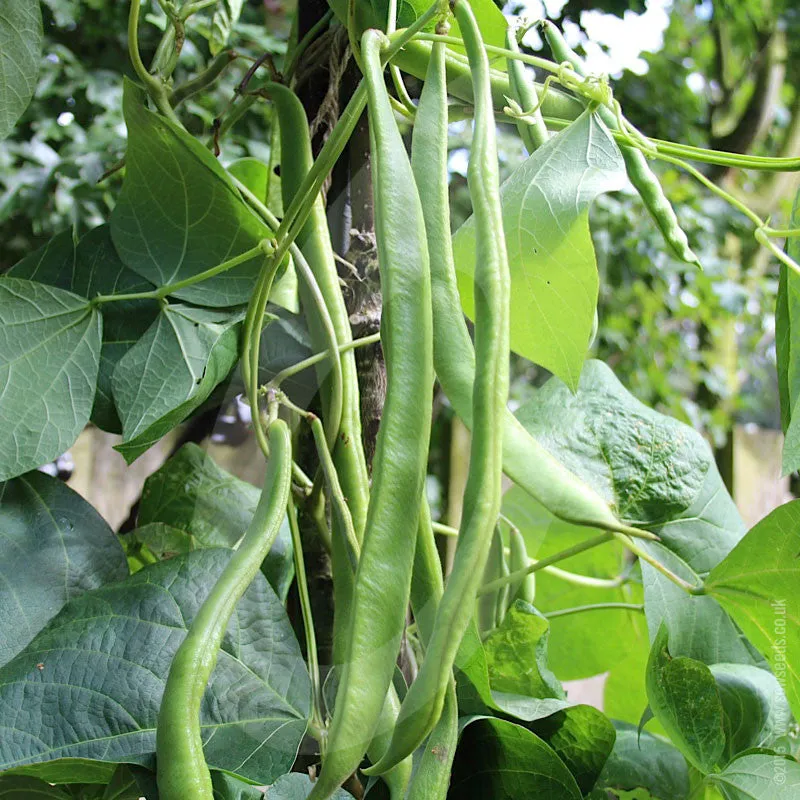 Runner Bean Firestorm Seeds