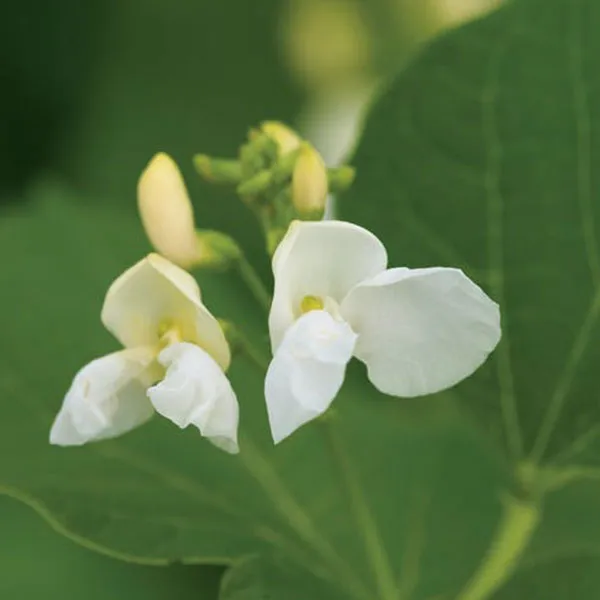 Runner Bean White Lady Seeds (AGM)